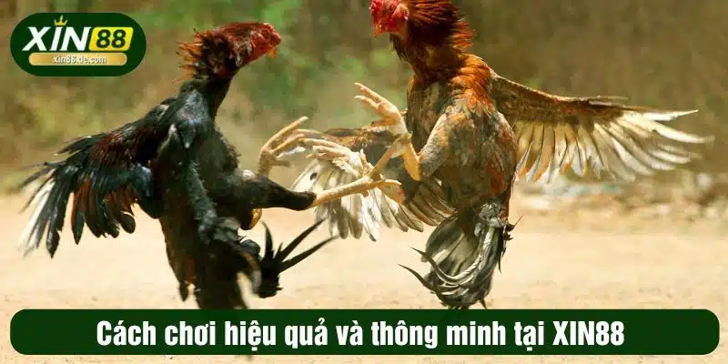 Cách chơi hiệu quả và thông minh tại XIN88