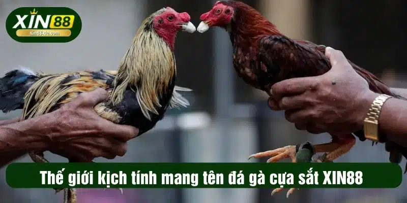 Thế giới kịch tính mang tên đá gà cựa sắt XIN88